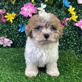 Maltipoo