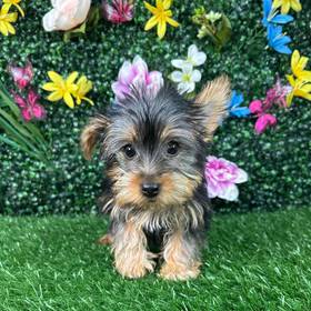 Yorkie