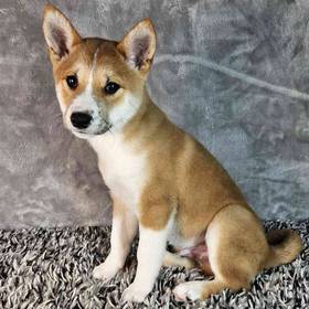 Shiba Inu