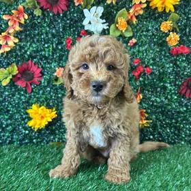 Mini Goldendoodle