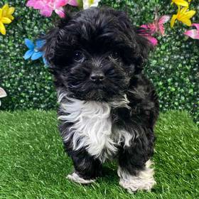 Maltipoo