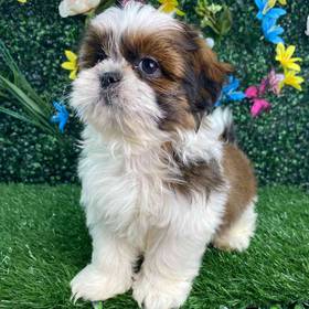 Shih Tzu