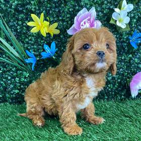 Cavapoo