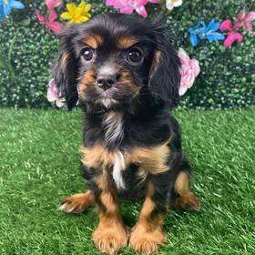 Cavalier King Charles Spaniel