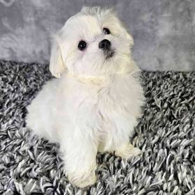 Maltese