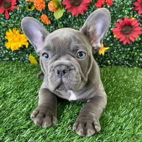 French Bulldog