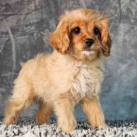 Cavapoo
