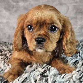 Cavalier King Charles Spaniel