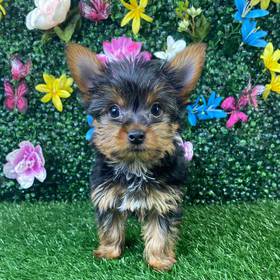 Yorkie