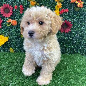 Bichon-Poodle