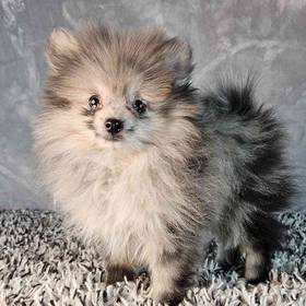 Pomeranian