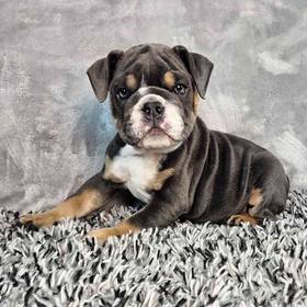 English Bulldog