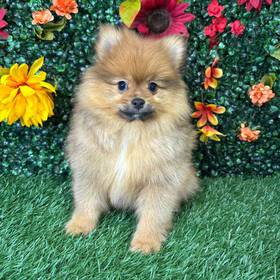 Pomeranian