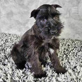 Mini Schnauzer