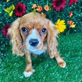 Cavalier King Charles Spaniel