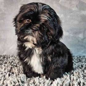 Shih Tzu