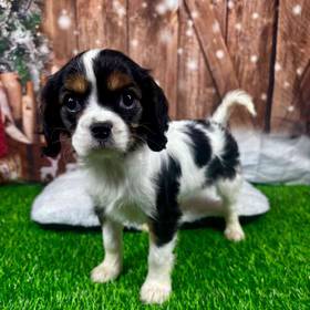 Cavalier King Charles Spaniel