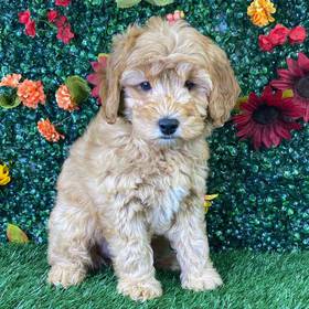 Goldendoodle (F1B)