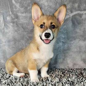 Pembroke Welsh Corgi