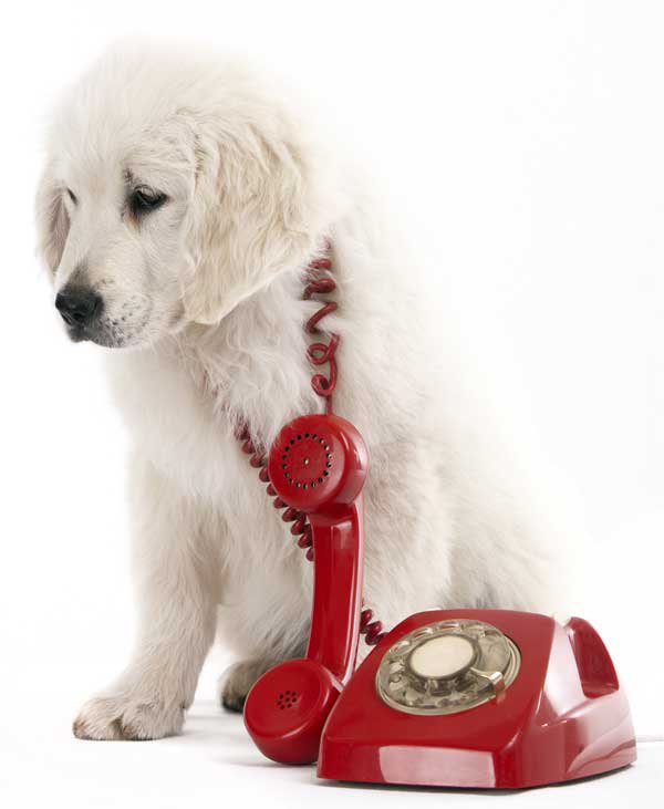 Puppy with red phone
